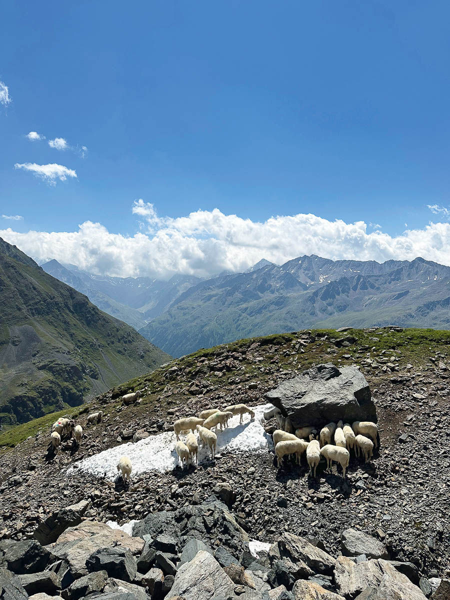 Auf Schnee oder im Schatten: Eine Schafherde sucht Abkühlung.